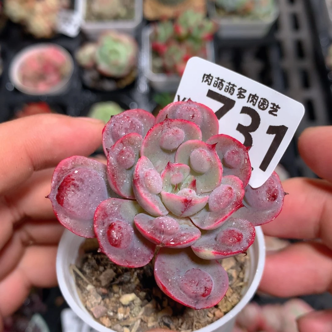 5CM拇指盆精控多肉YY731