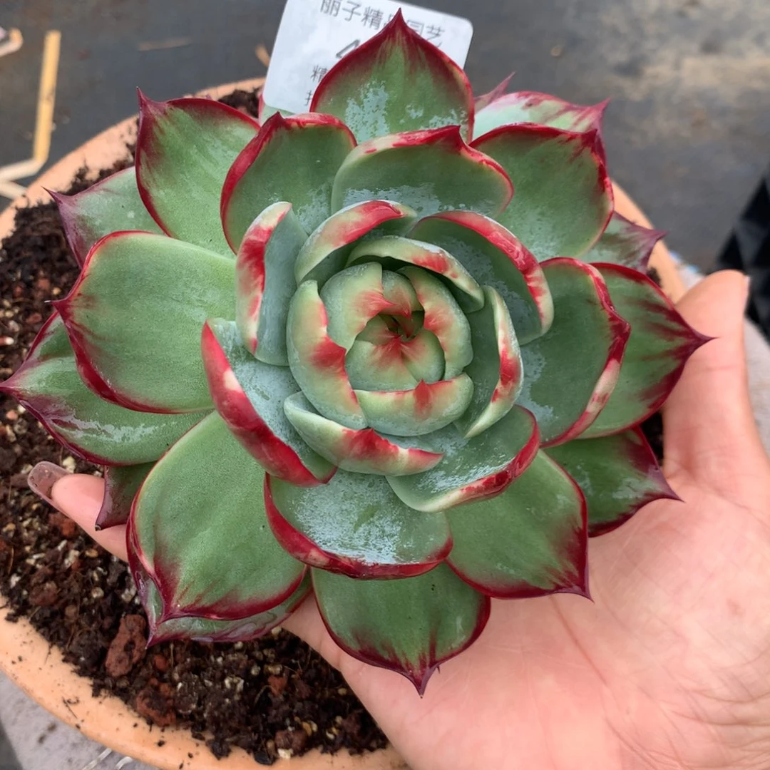 410号多肉植物惊鸿，12