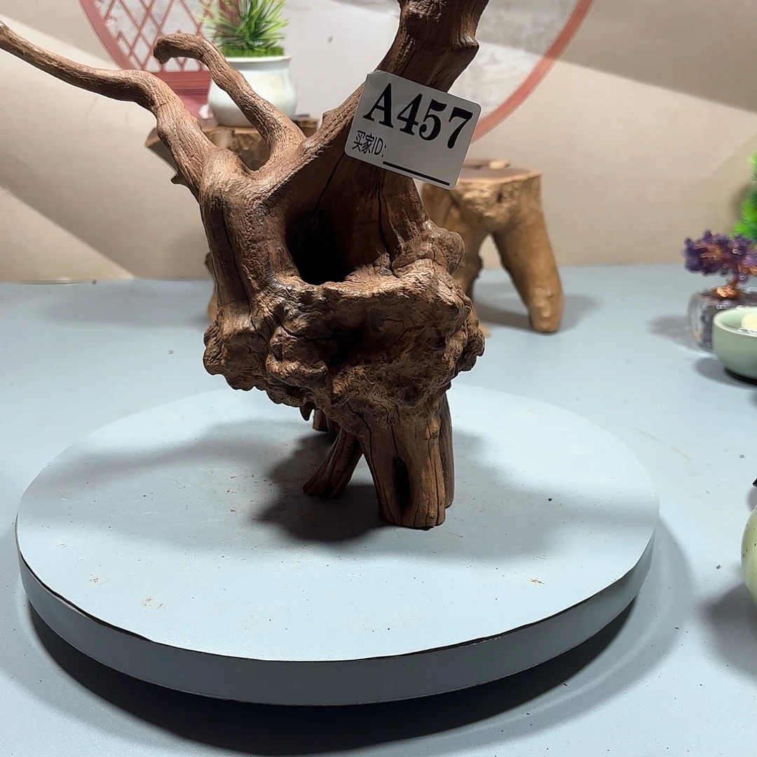 两***号大果紫檀（缅甸花梨）
