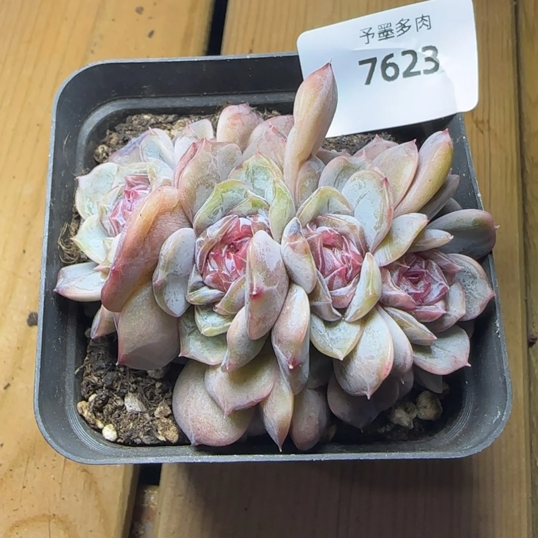 宫花朵朵，7623多肉植物