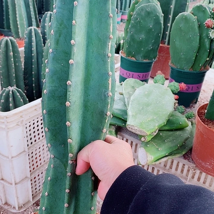 40公分左右原盆发货发货微瑕款