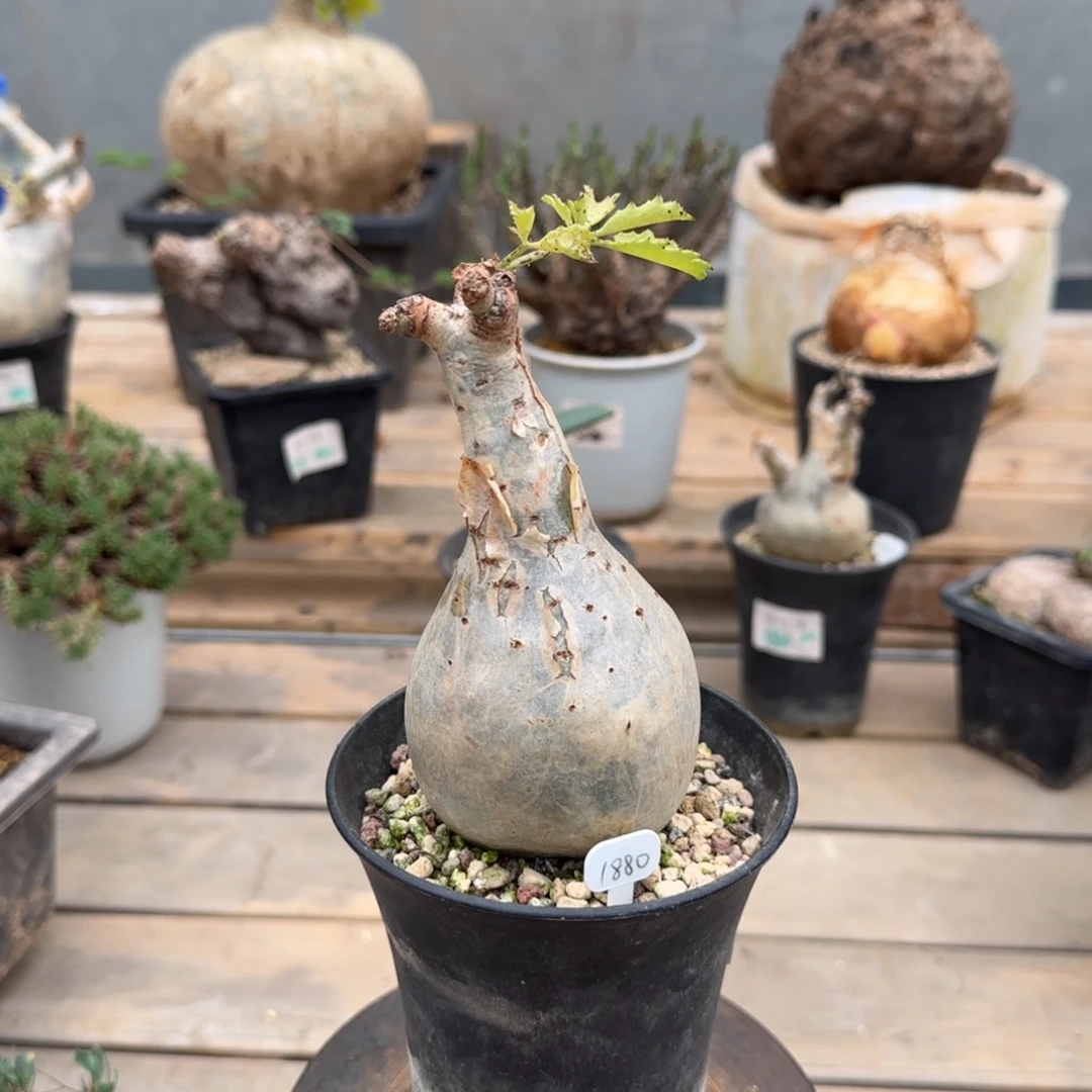 117索马里小叶葡萄块根植物