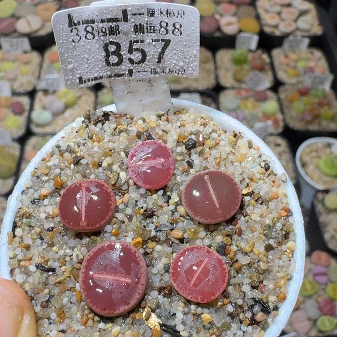 Sss精品清仓特价857