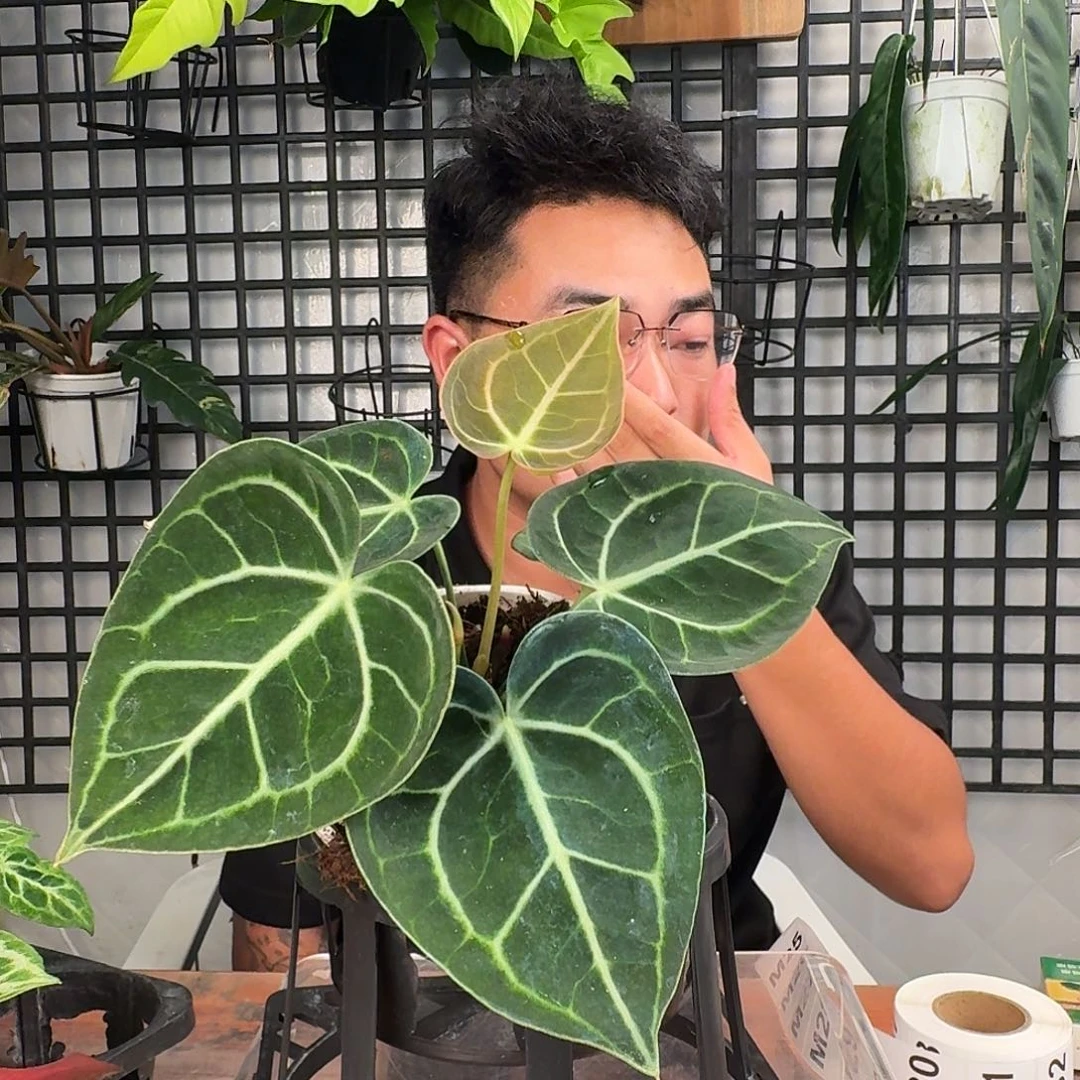 周***蛋无花朵一物一拍M24