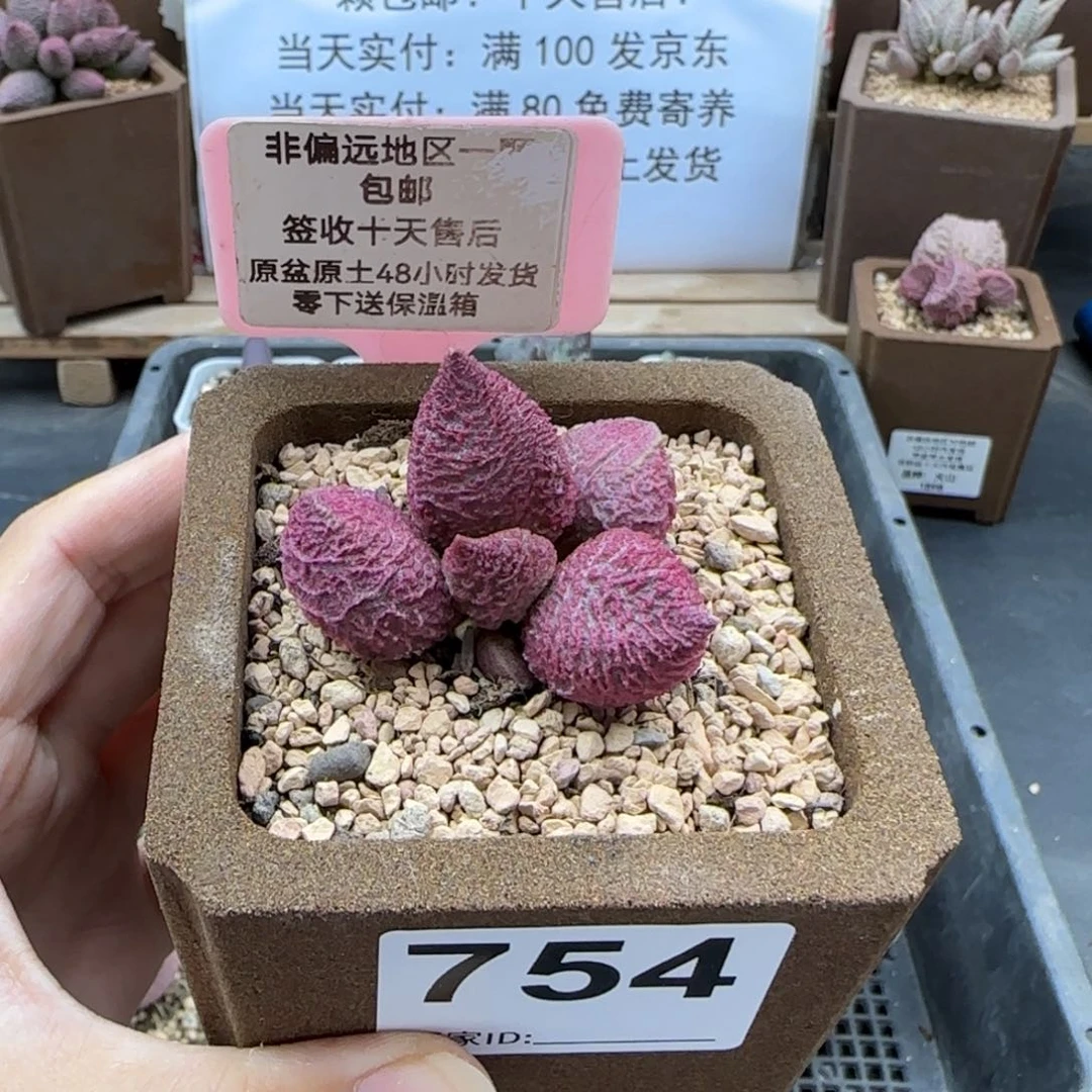 佳*754巨猪宝多肉植物