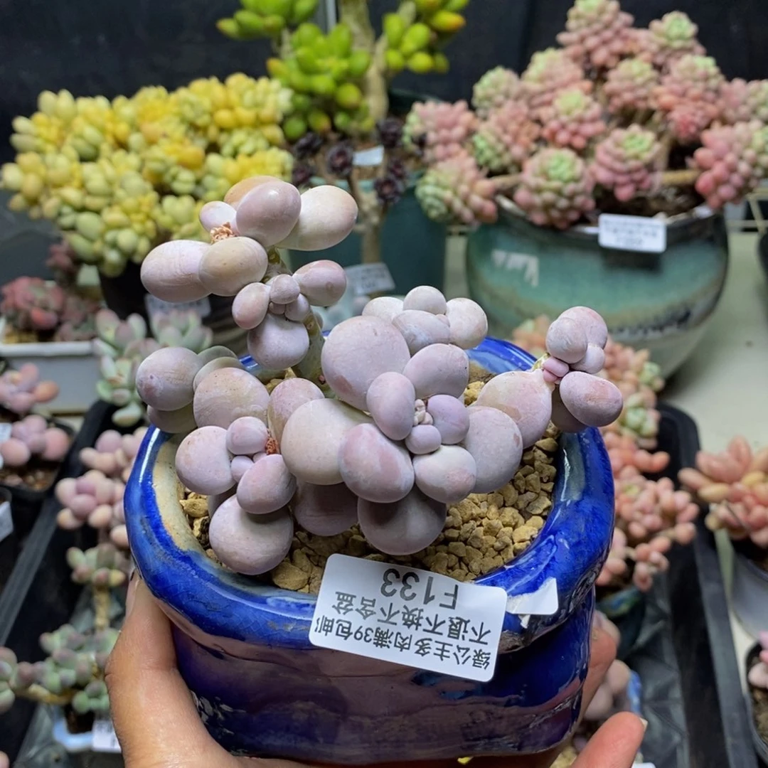 133芭比奶多肉有断枝