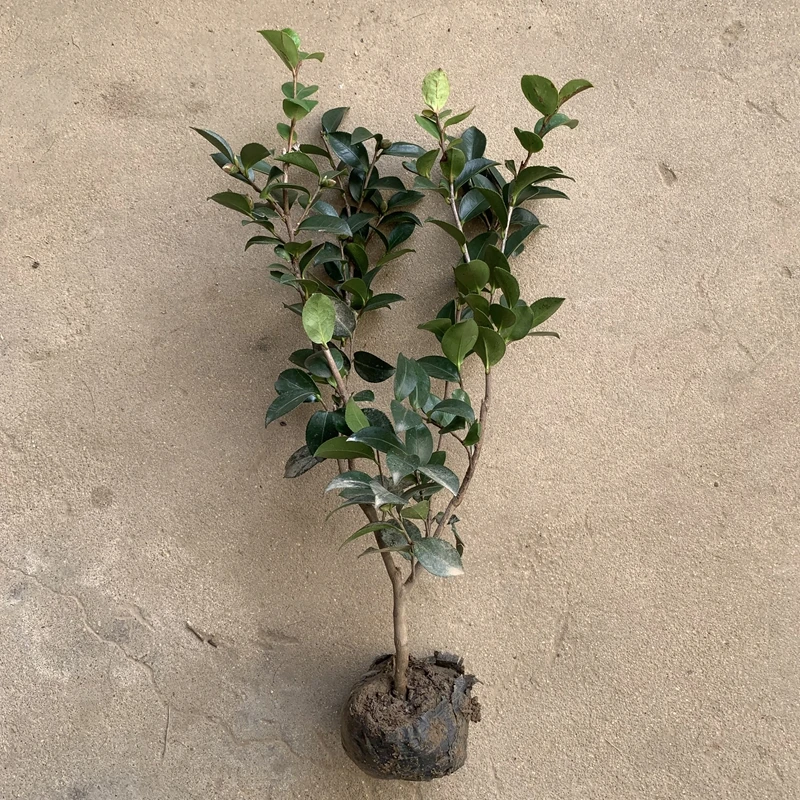 茶梅盆栽茶花庭院绿植带花苞观叶花卉客厅室内庭院阳台内外易养活