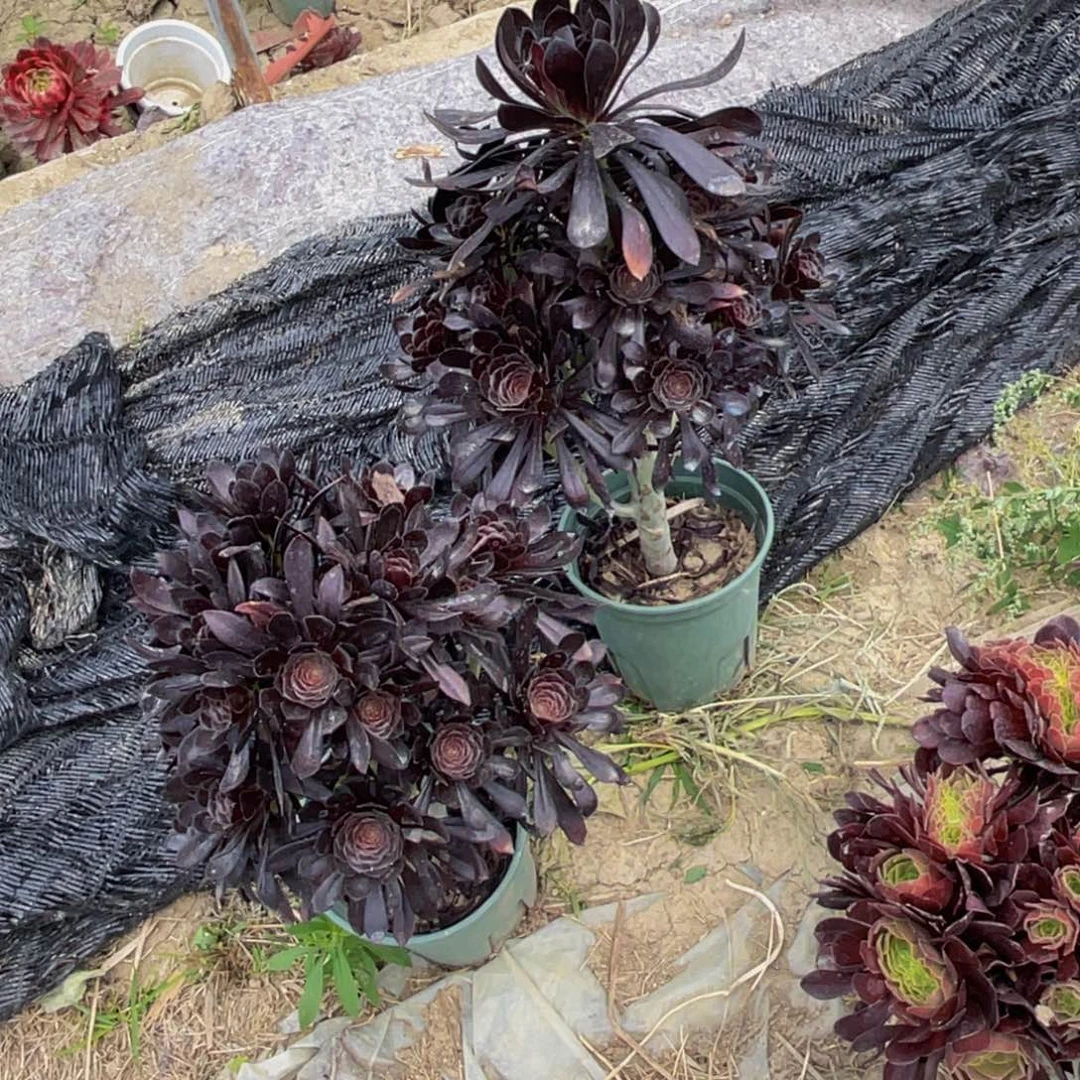 两盆法师5-55包邮外