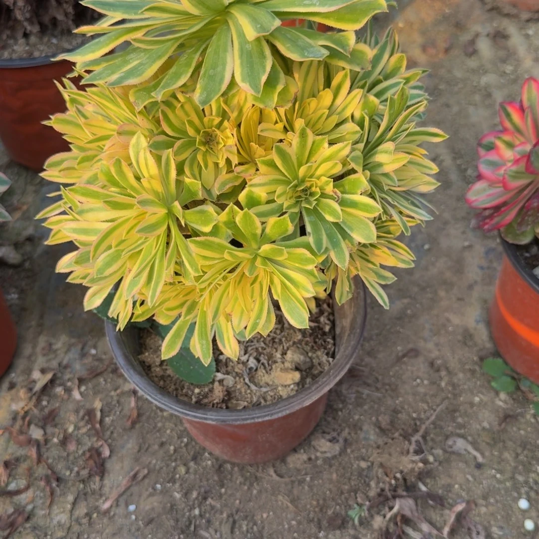 703夕颜。多肉植物