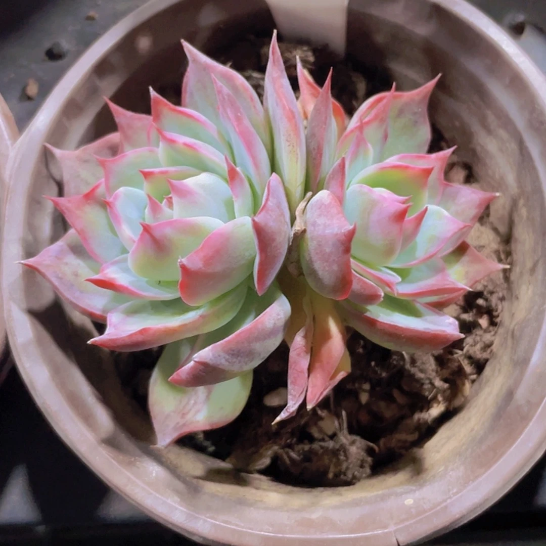 @惊鸿仙子e026一物一拍