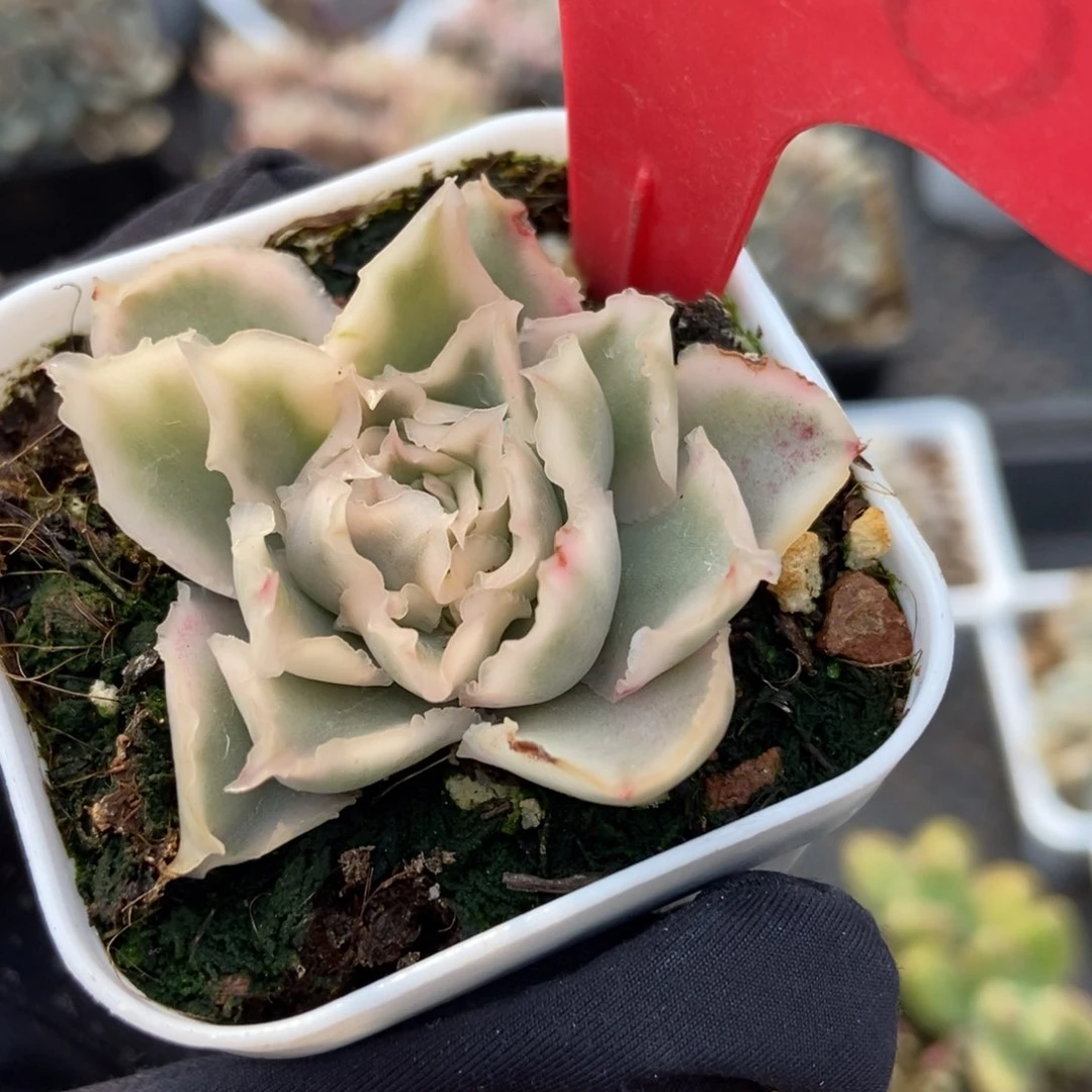 1948紫蝴蝶锦多肉植物保护