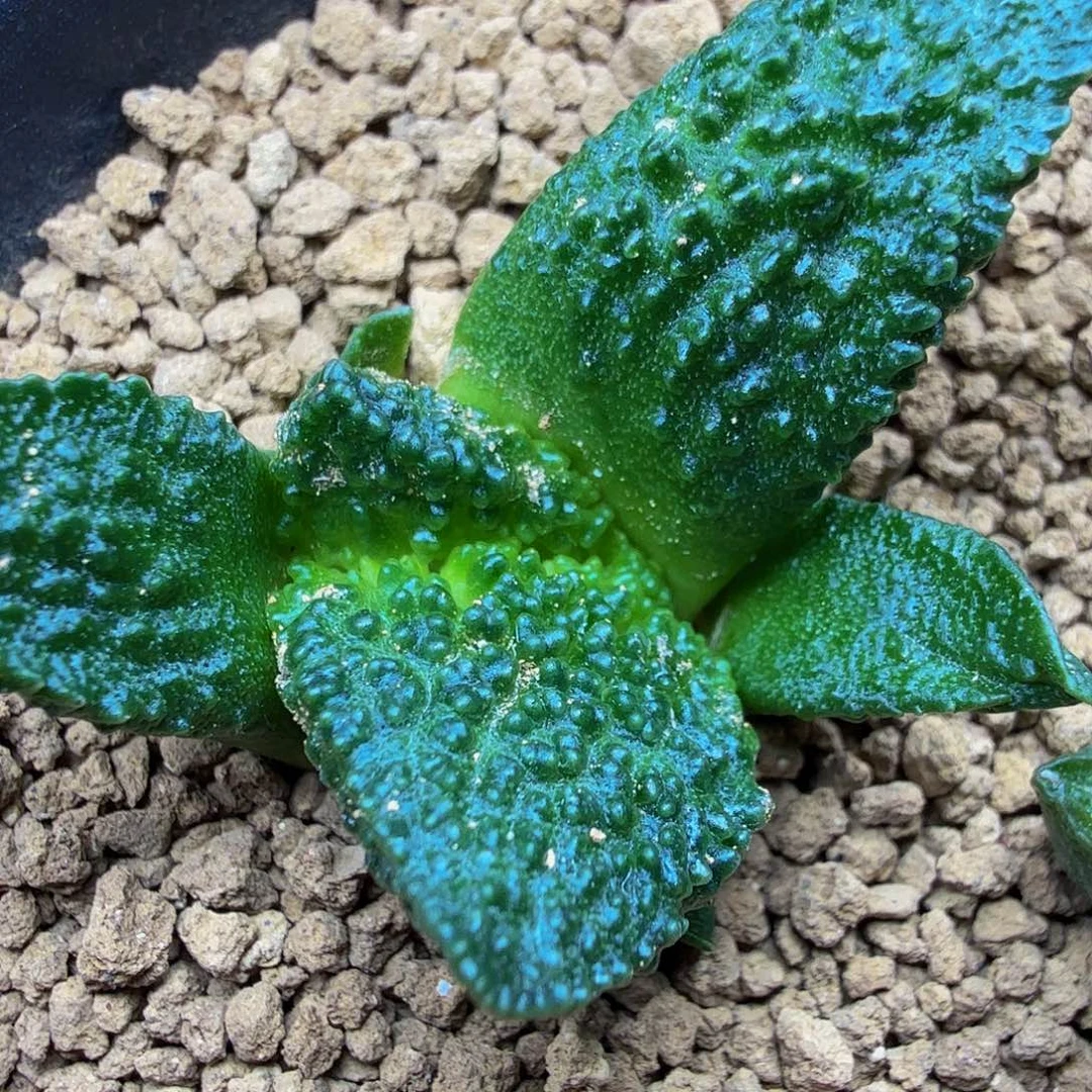 泰***宝巨无霸超级哥斯拉