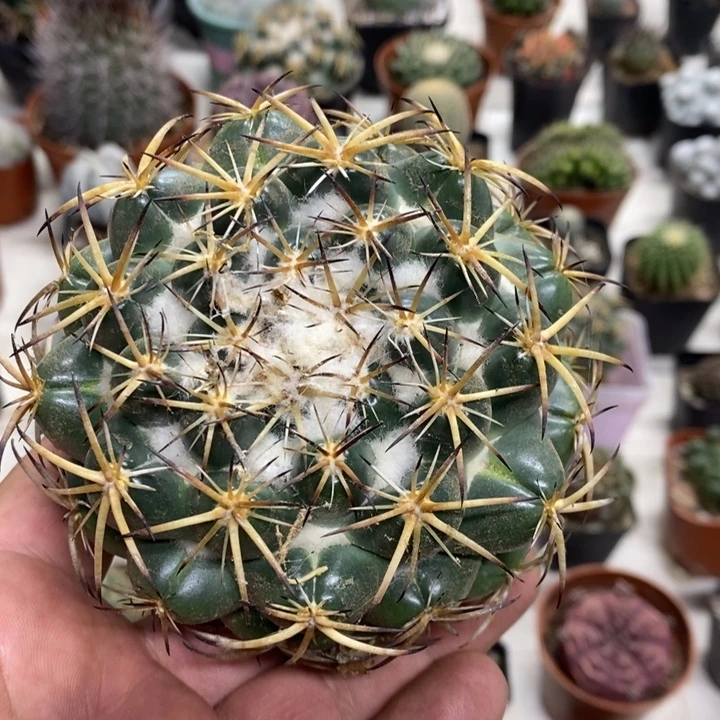 大号天丝象牙特价