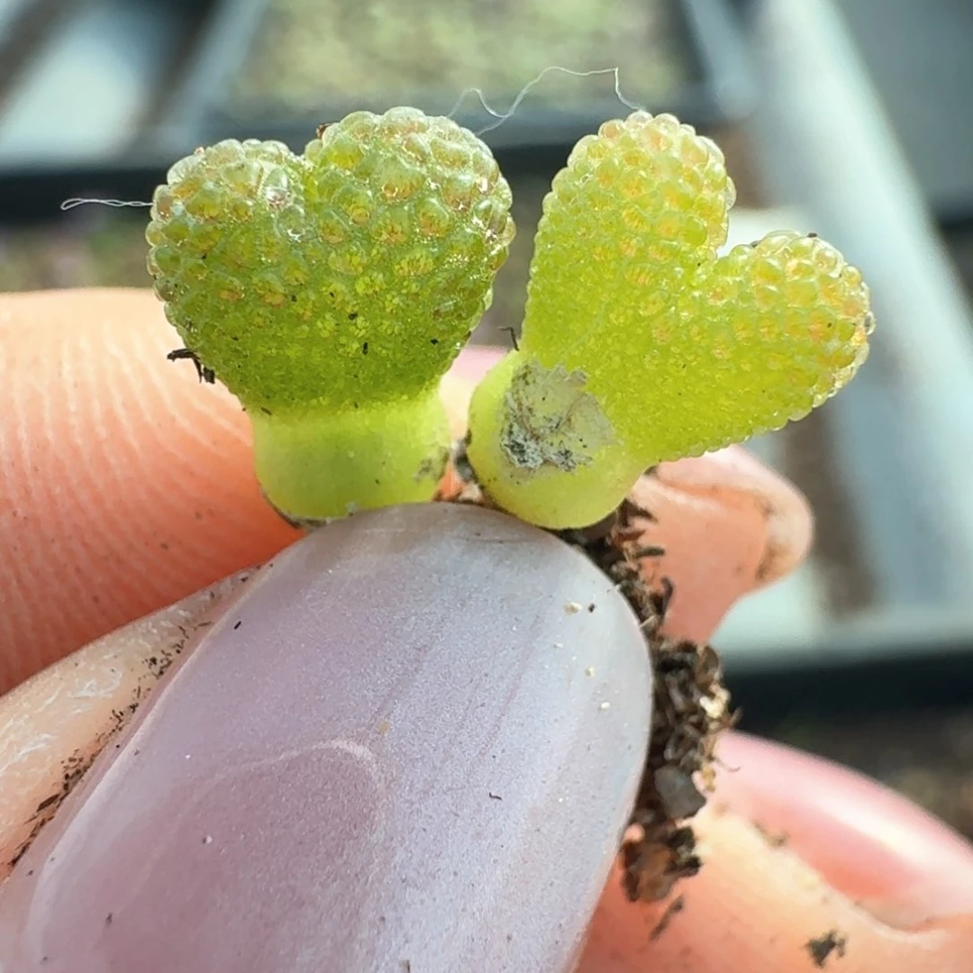 93两颗妖奇玉0000000000