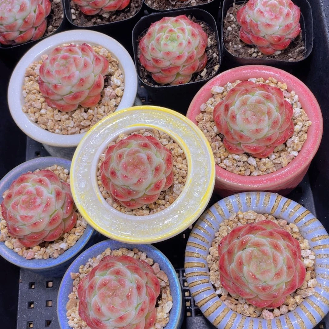 量拍116号 桃露珍妮单头一个