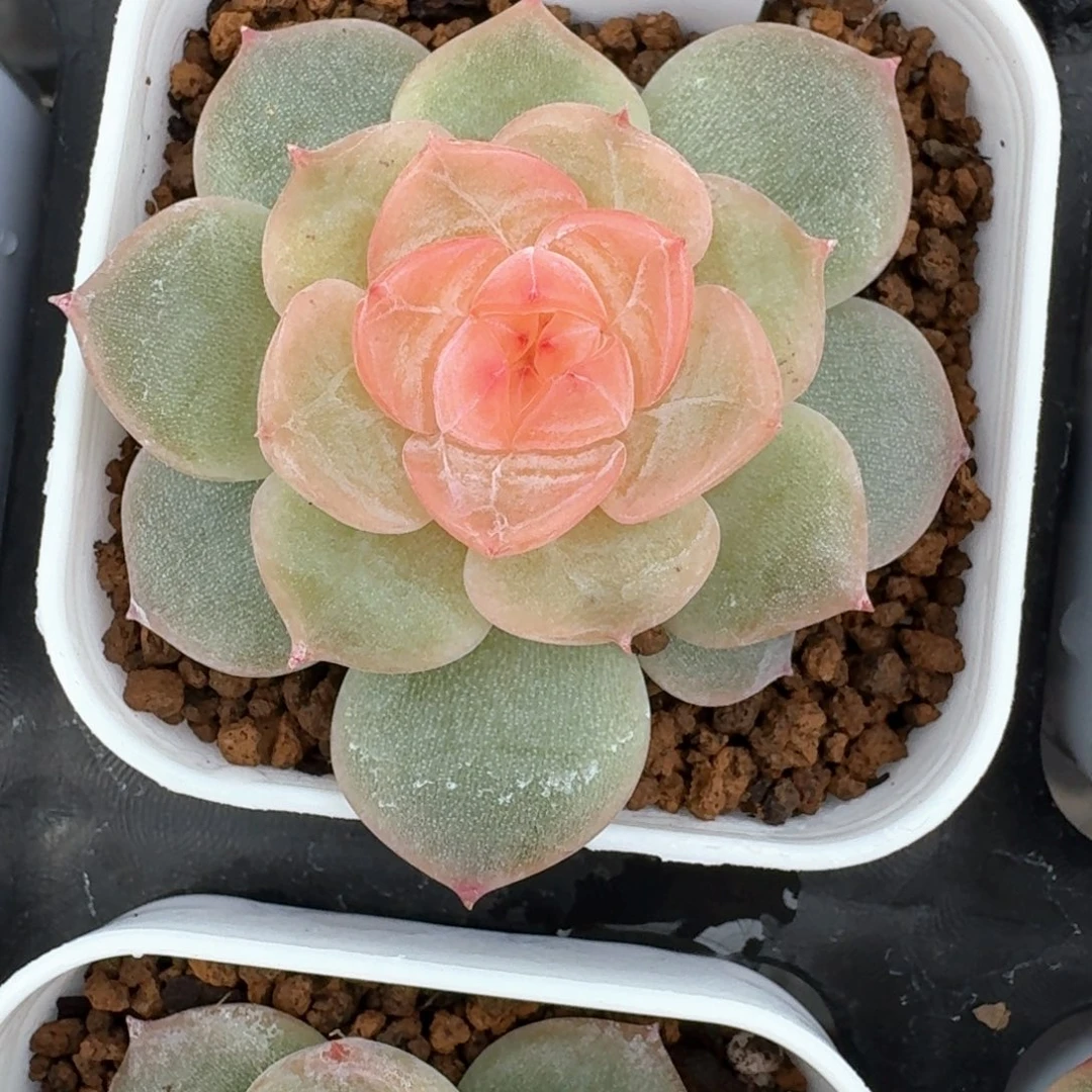 0623-12-编号溏心一颗