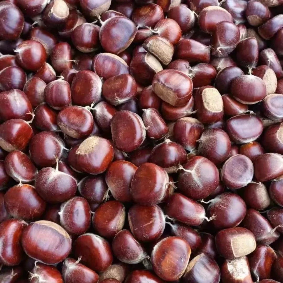 四川万源高山新鲜板栗大板栗毛栗子生板栗颗粒饱满栗板口感香甜