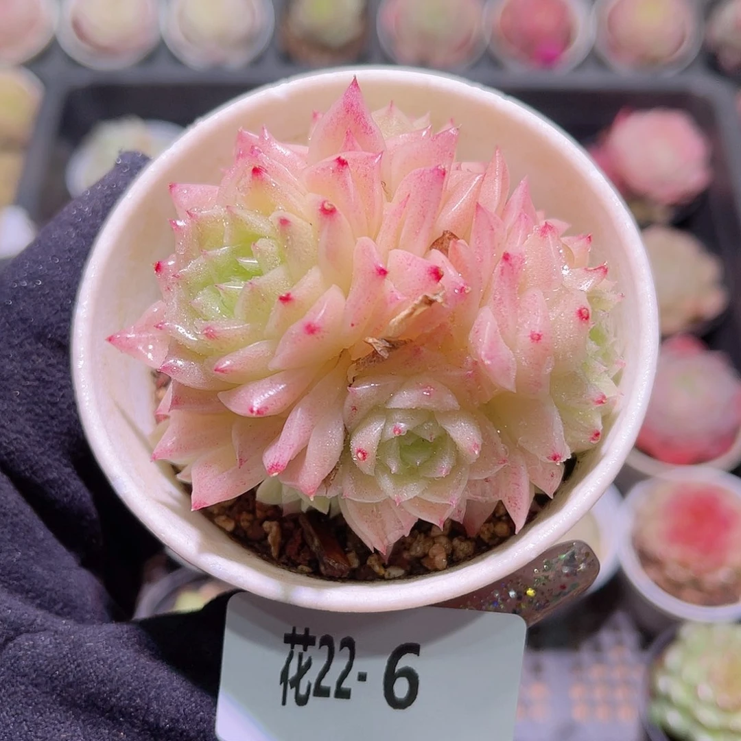 花利美22-6幻影群