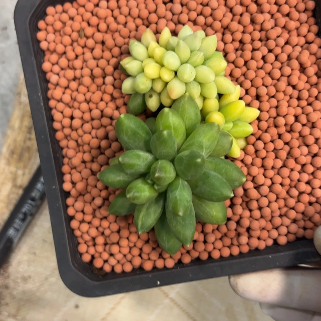 多肉植物千代田锦缀