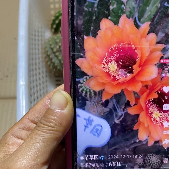 香槟7号毛花侧牙一个