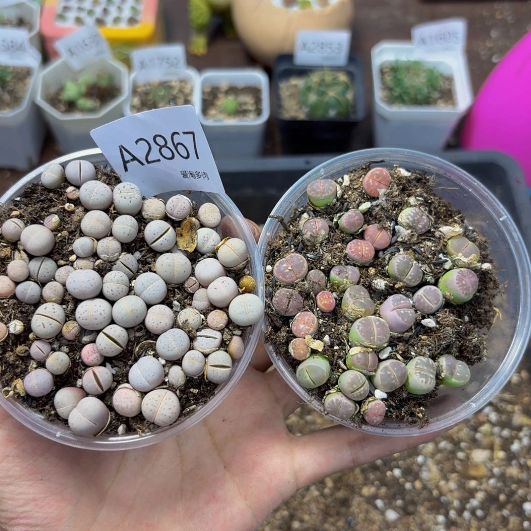 媛***崽2867 生石花和肉锥