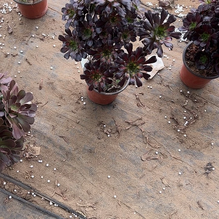 不包侧枝一物一拍19