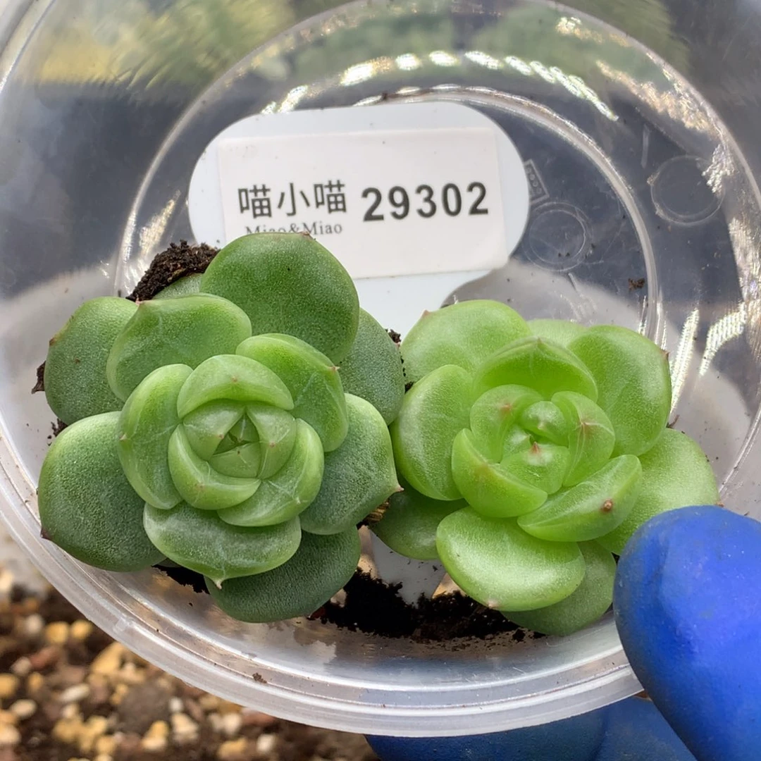 烟***。多肉植物杂交珍妮