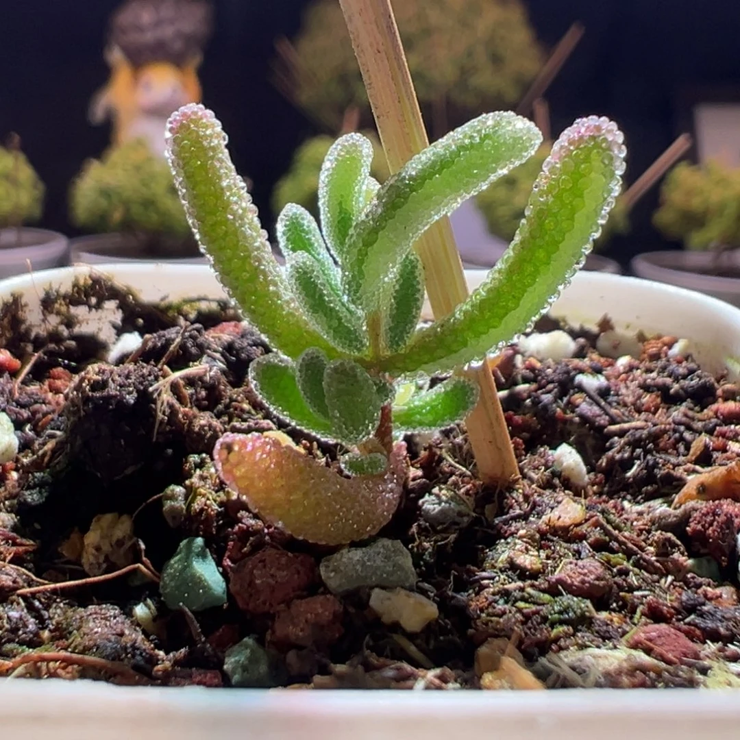 558实生三色锦一物一拍包开箱