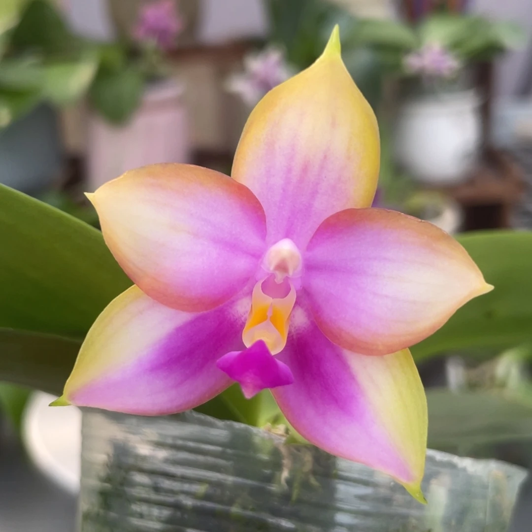 完全开放反射龙交洋洋粉玛丽