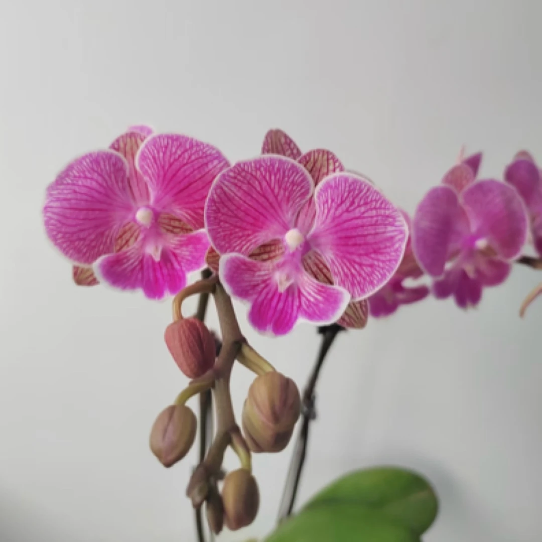 【小性感】3.0寸蝴蝶兰（多头发货老庄叶子瑕疵）