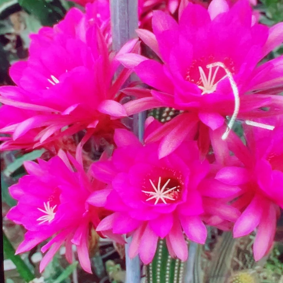 金妞 紫罗 侧芽 满20包邮