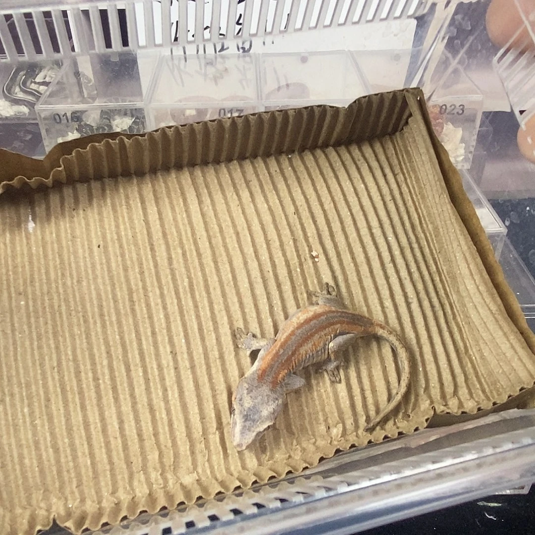 城***堡盖勾亚守宫111111111111