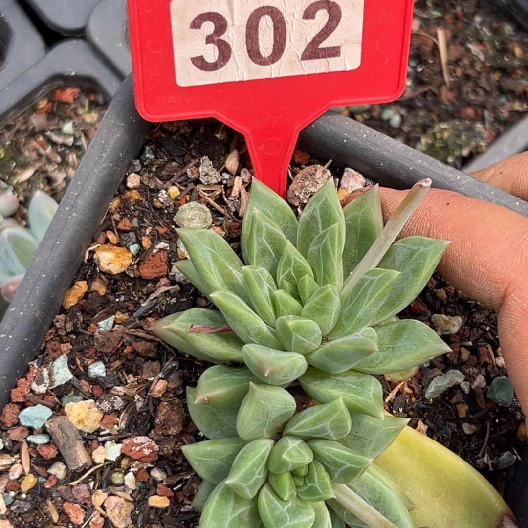 多肉植物绿泡泡302