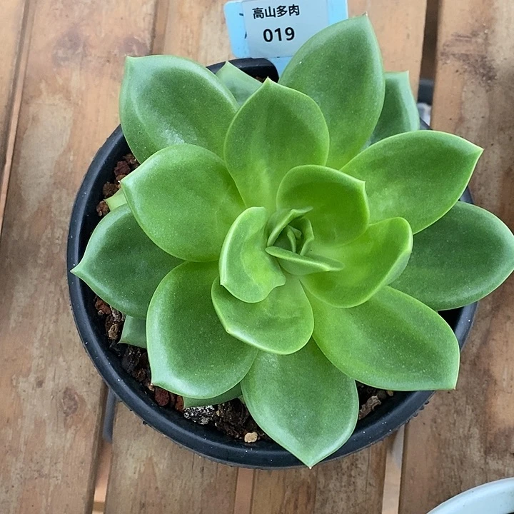 19开播福利翠花18