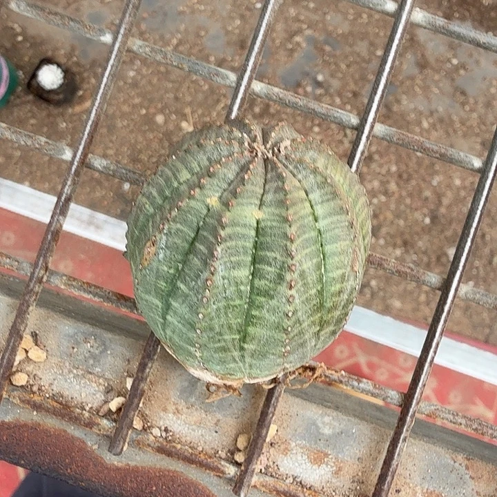 实生欧布单头4仙人球