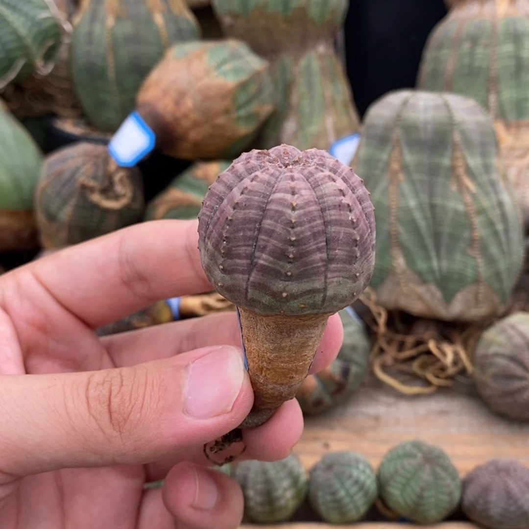 欧系实生布纹球多肉植物