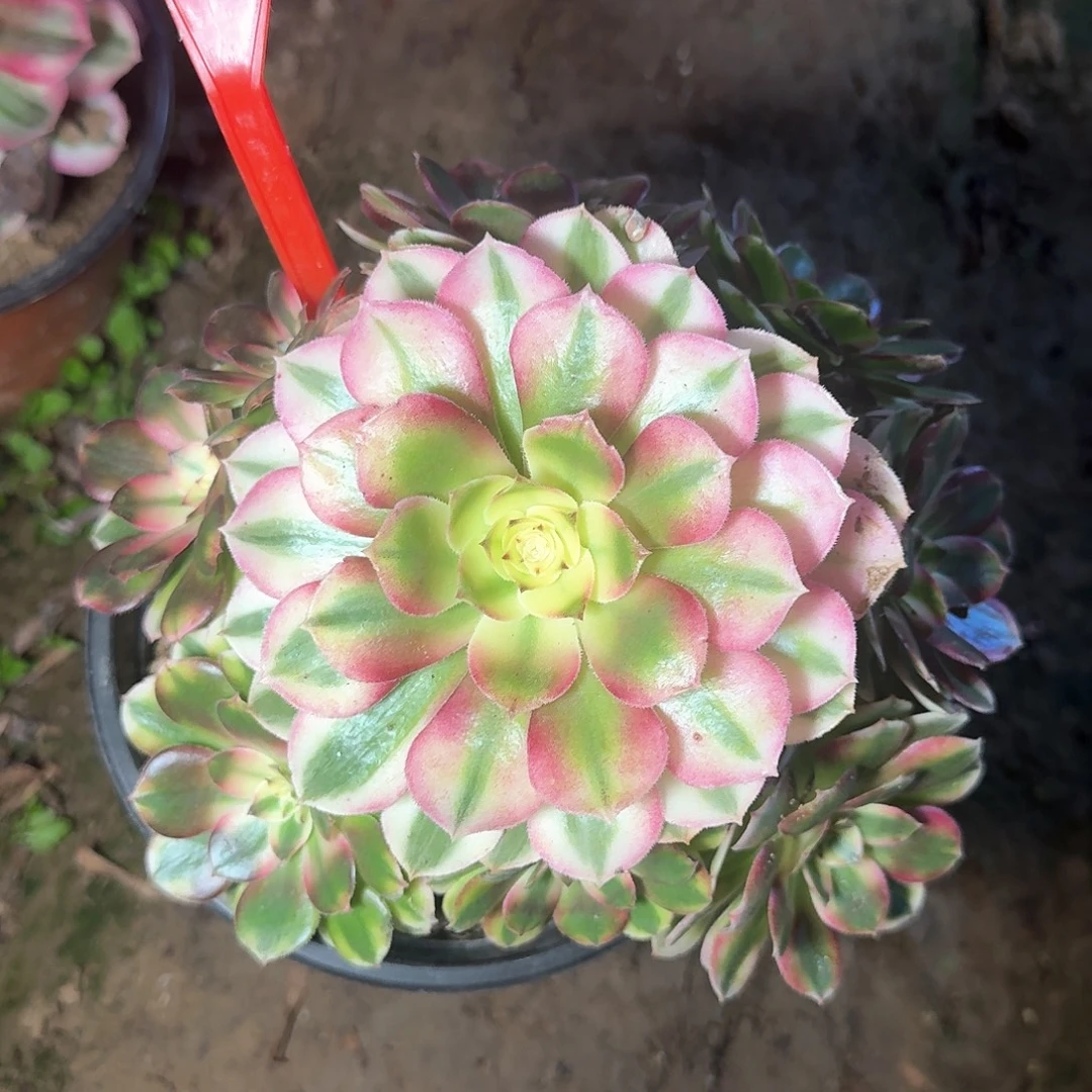 4183荔枝多肉法师铭文