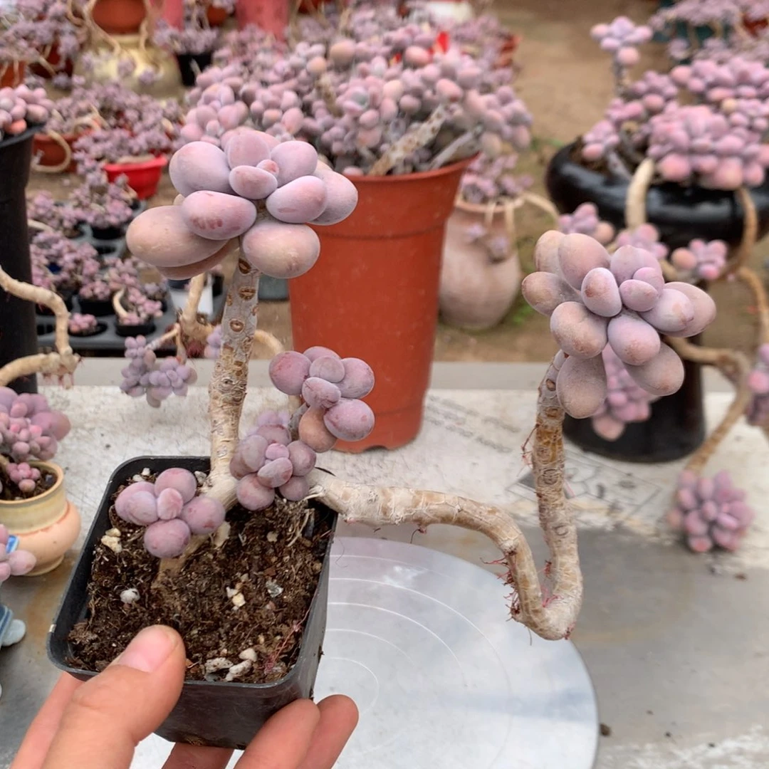 晚***吗桃蛋老桩不带盆55号