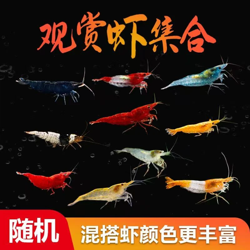 0-30度除藻彩黑壳虾工具观赏清洁宠物观赏黑壳虾除藻虾大号极火虾