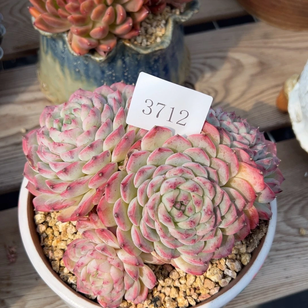 任***转3712多肉多多多多多