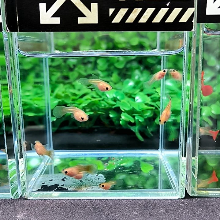 孔雀鱼黄金玻璃猫大c苗子8条含两条被损。