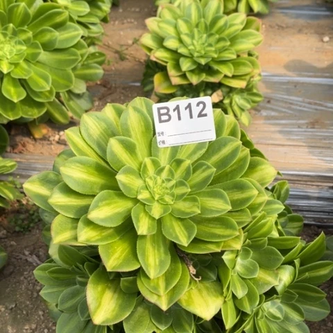 多肉植物翡翠琉璃