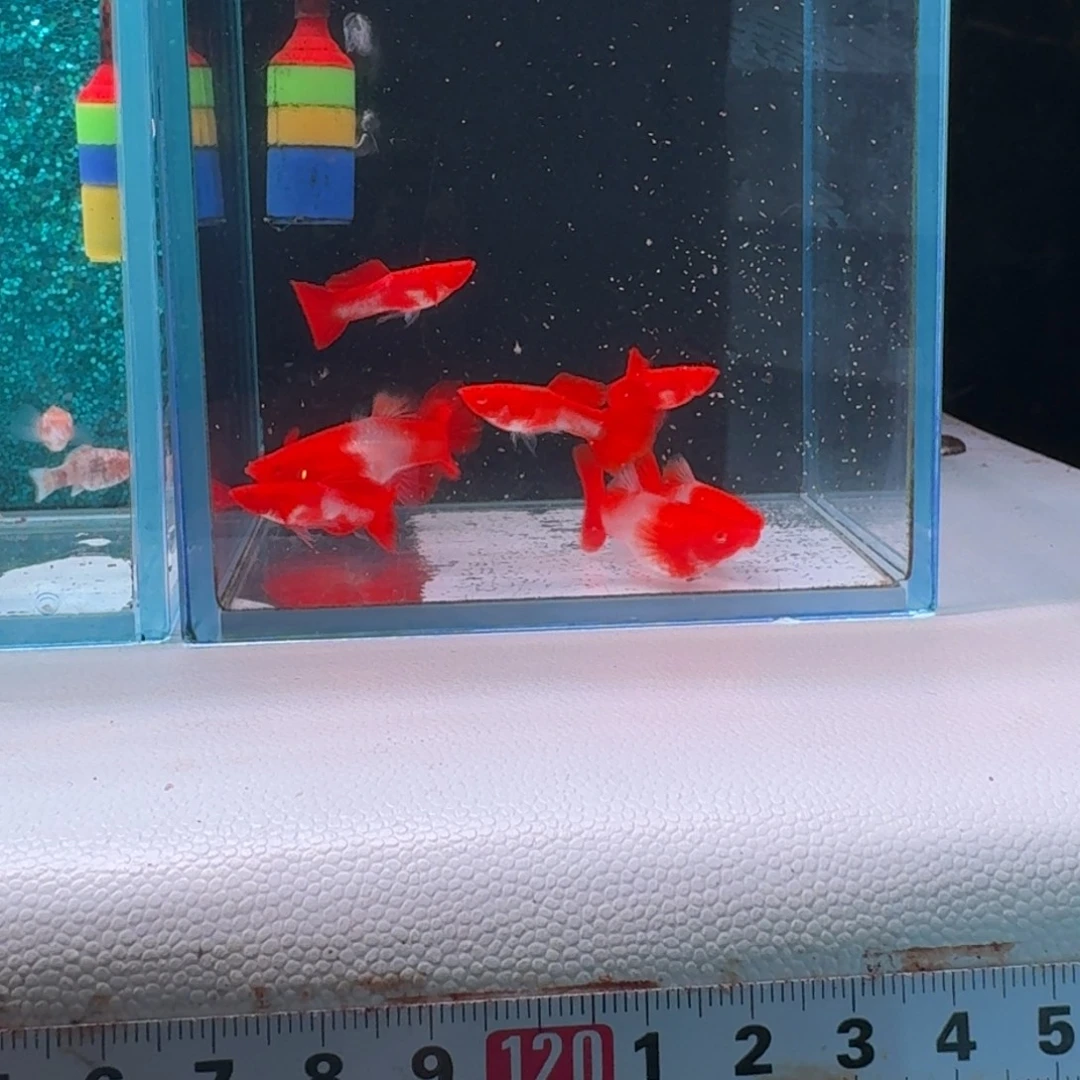 孔雀鱼孔雀鱼双分水5对