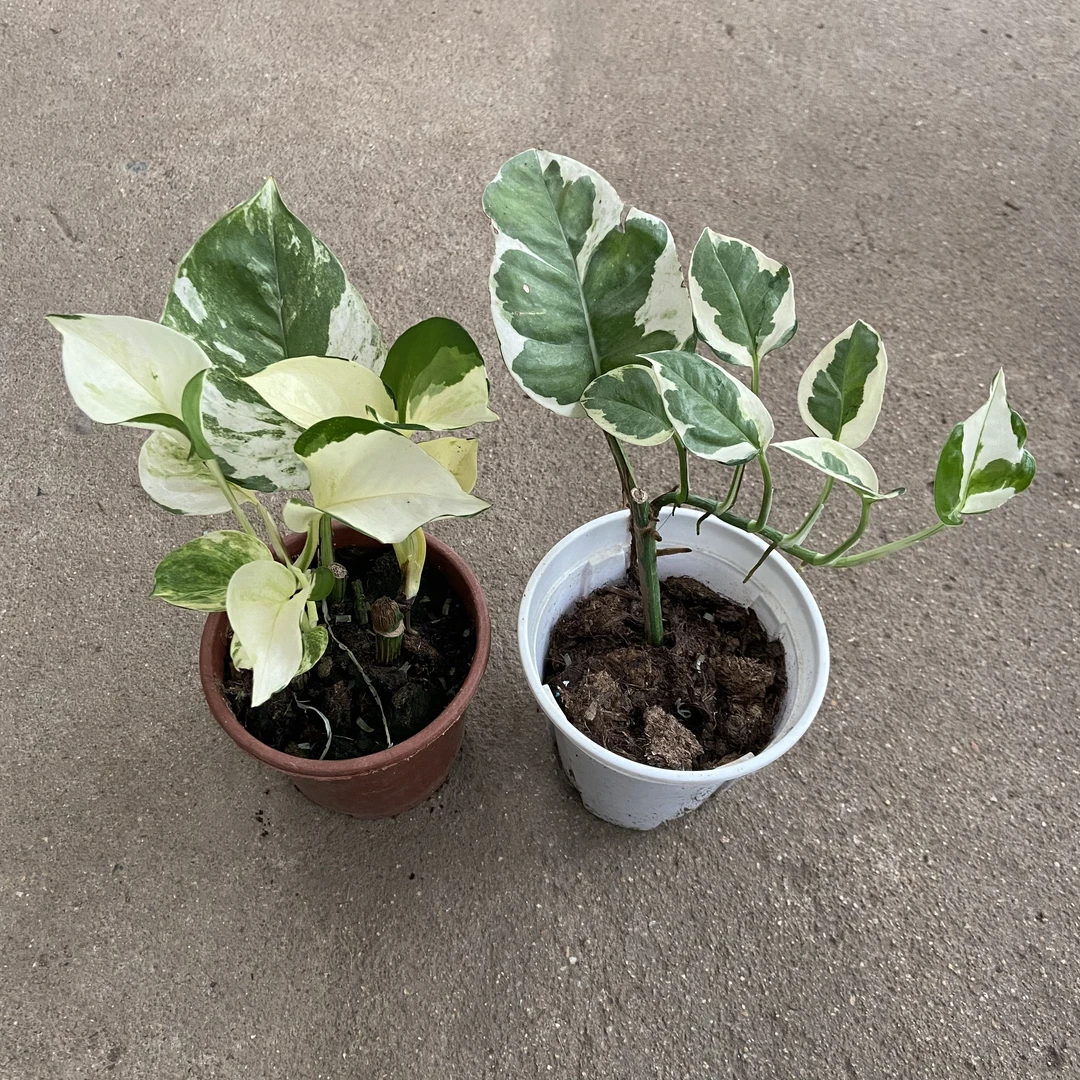 进口白森林蔓绿绒快乐叶子室内爬藤垂吊大叶热带绿植ins高光植物