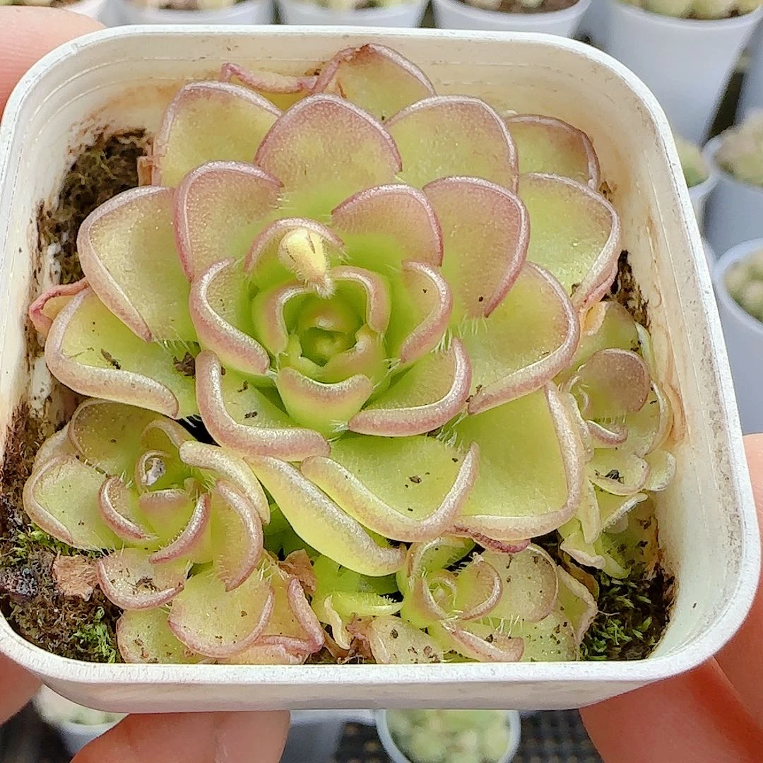 1216-76近藤优选）
