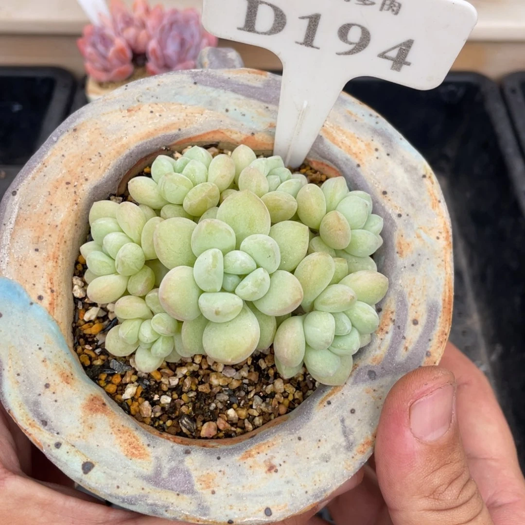 194泡泡糖不带盆8厘米