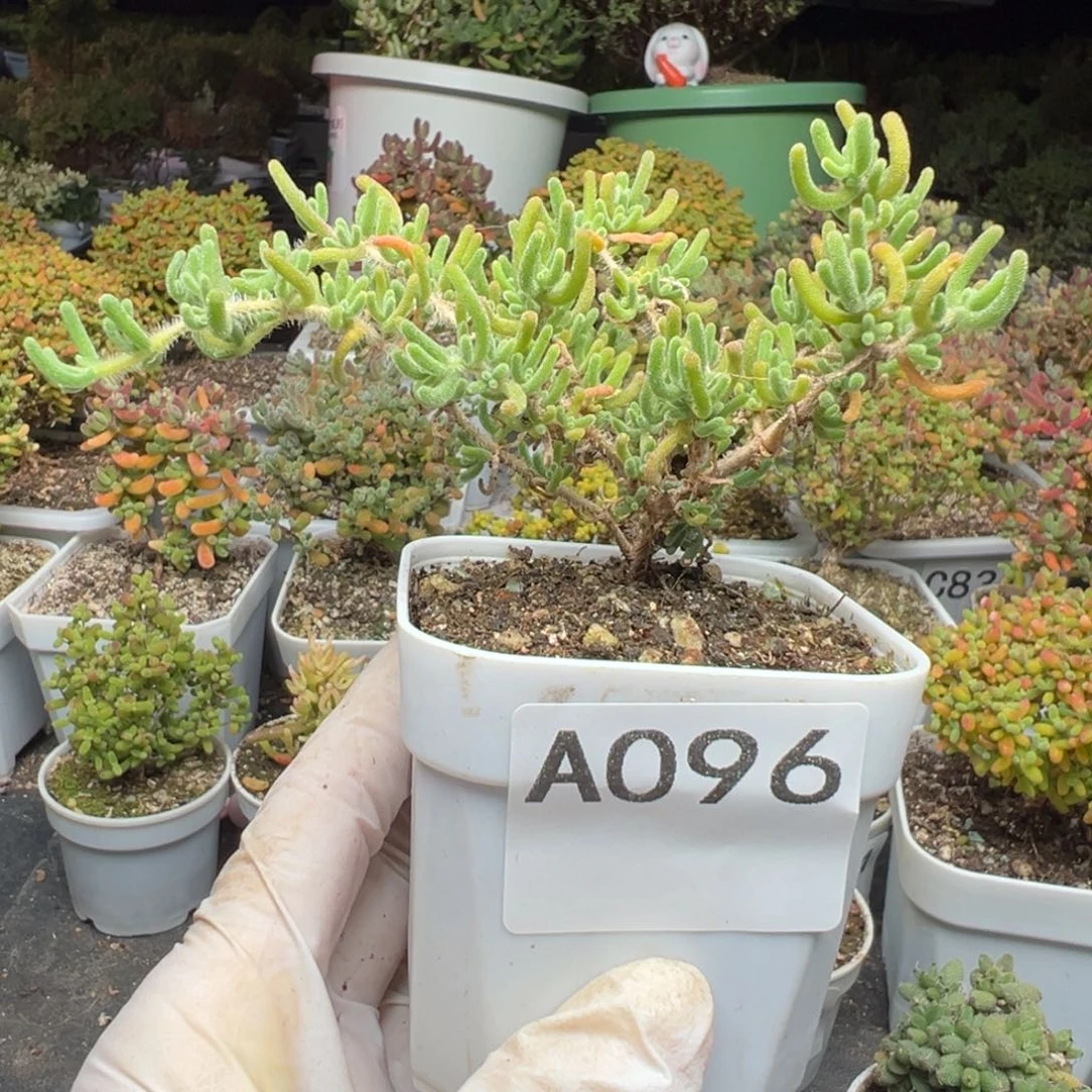 A096荧光兔一物一拍