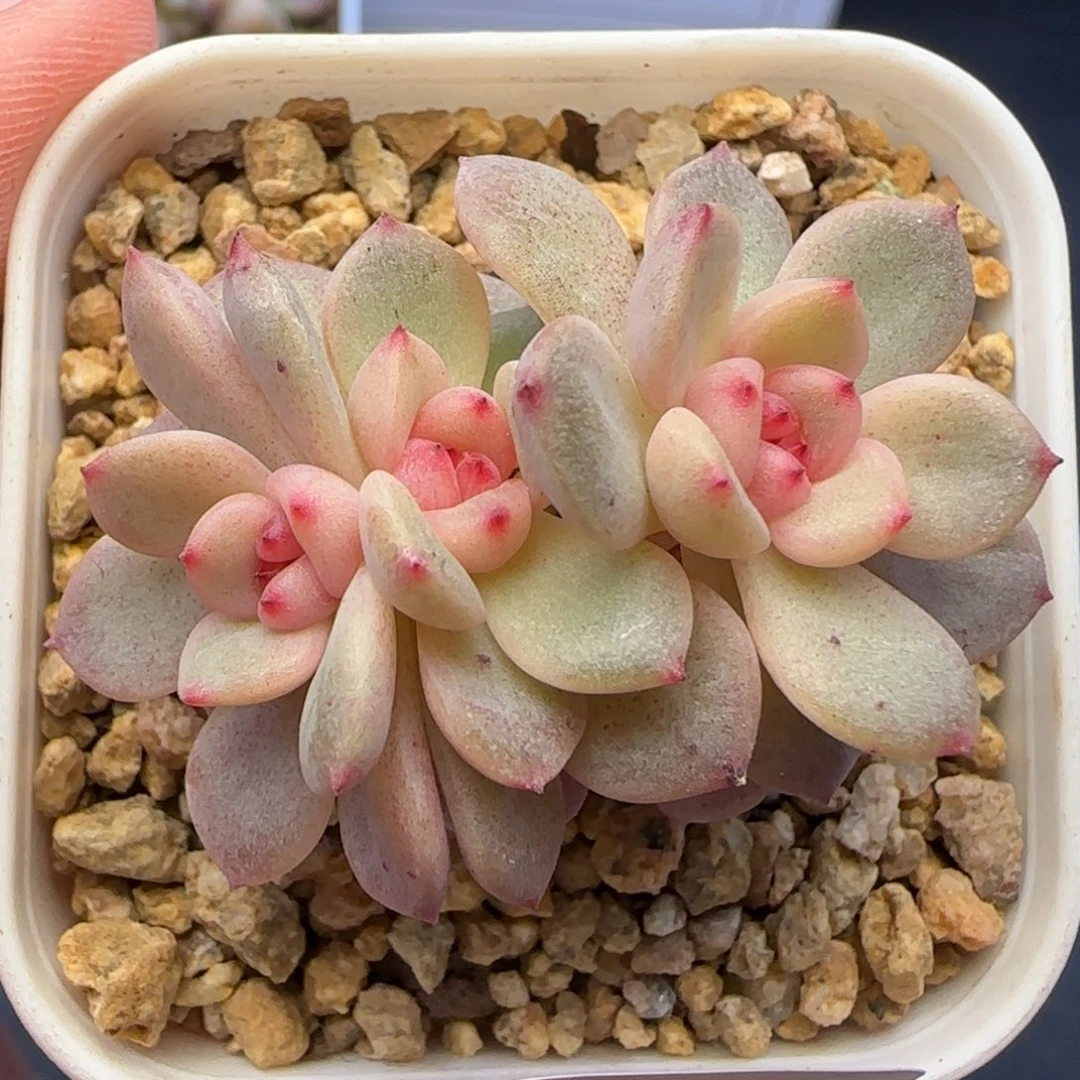 【满29包邮非偏远】283不保整