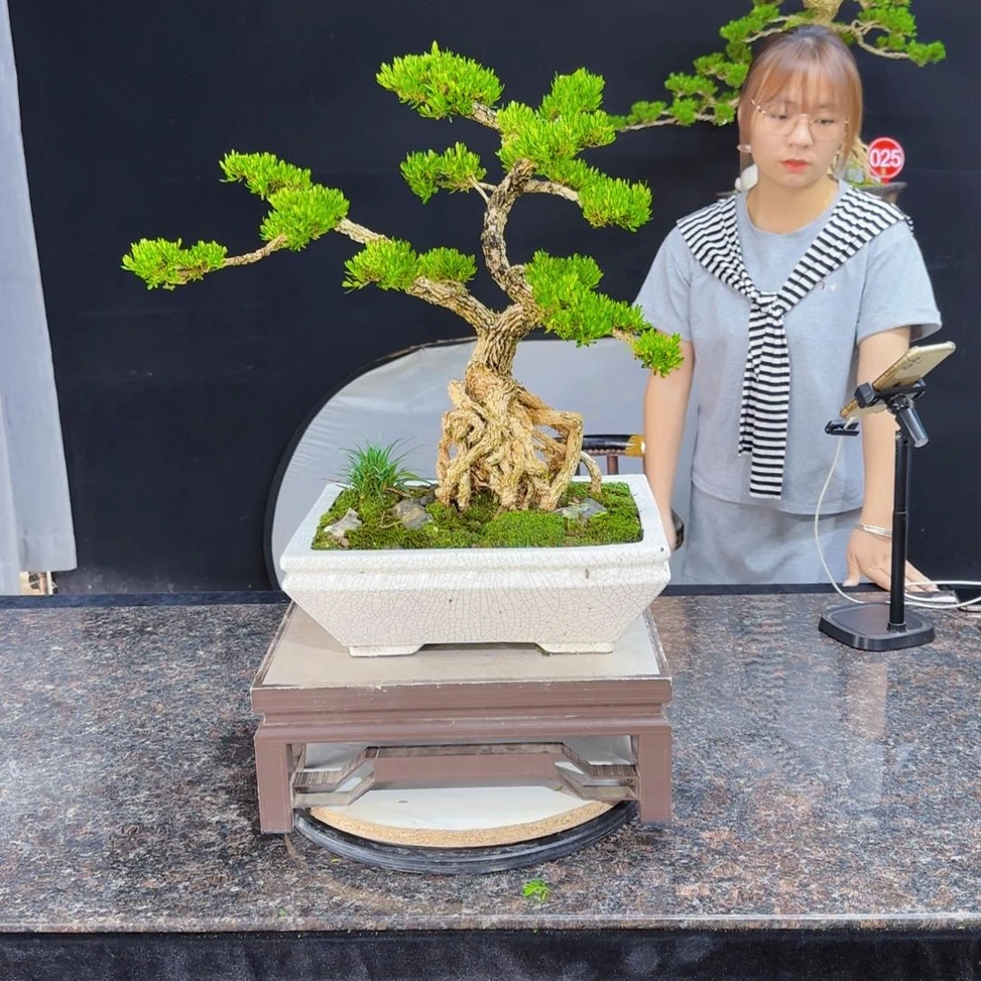 当前无花朵，栽培后可花朵