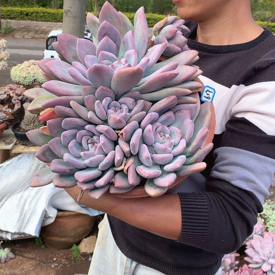 617 奥普 一物一拍